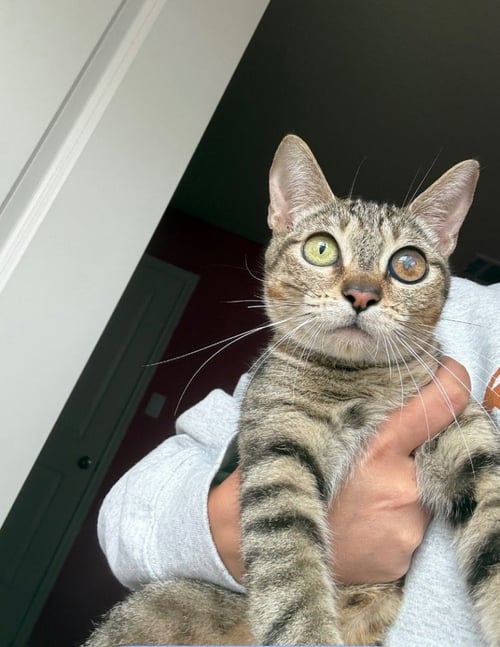 ARIANA - Tabby available for adoption