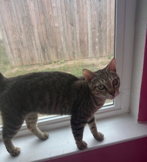 ARIANA - Tabby available for adoption