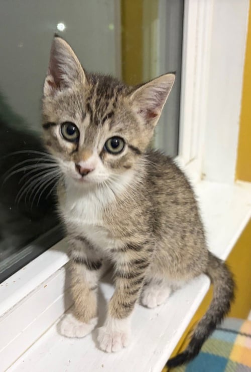 EDDY - Tabby available for adoption