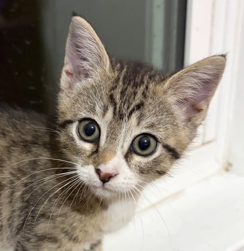 EDDY - Tabby available for adoption