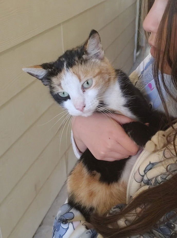 CALLY - Calico available for adoption