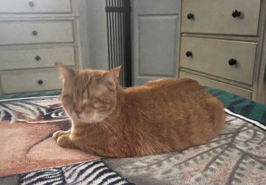 ALASKA - Tabby available for adoption