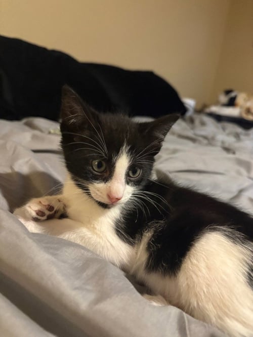 BRYCE YOUNG - Domestic Short Hair available for adoption
