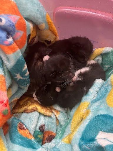 BRICE YOUNG - Domestic Short Hair available for adoption