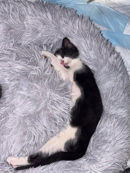 BRYCE YOUNG - Domestic Short Hair available for adoption