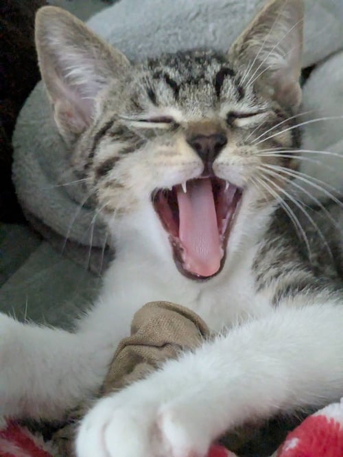 TAMALE - Tabby available for adoption