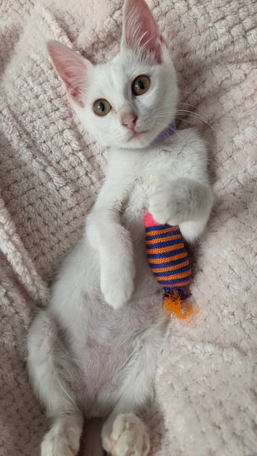 ALICE - Domestic Short Hair available for adoption