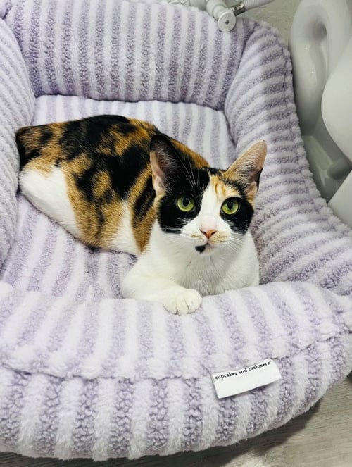 TINKERBELL - Calico available for adoption