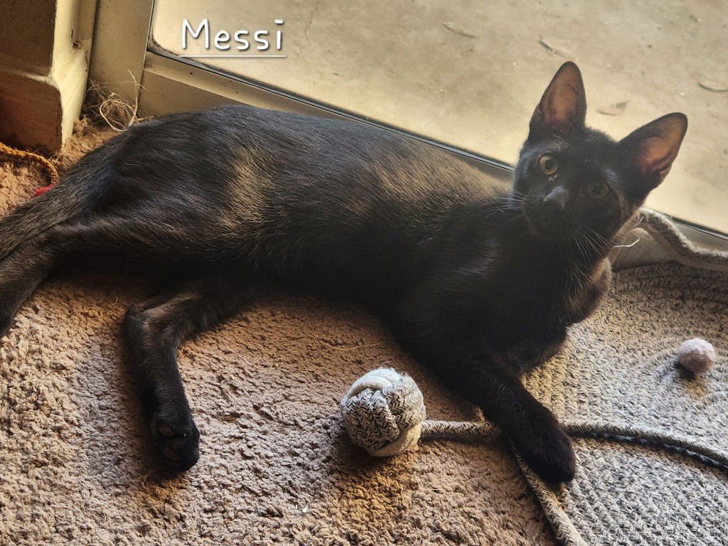 MESSI - Domestic Short Hair available for adoption
