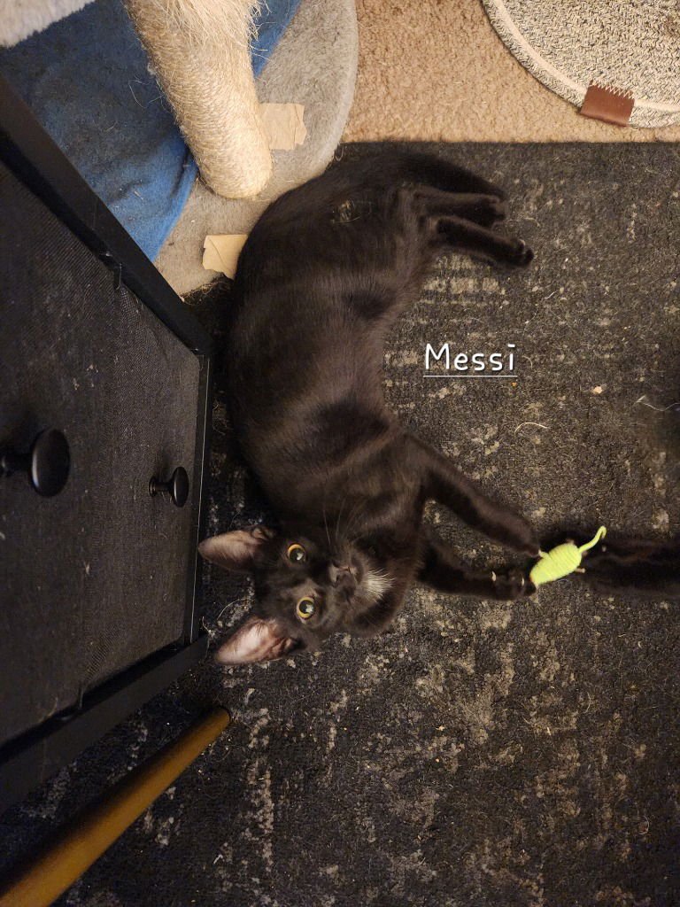 MESSI - Domestic Short Hair available for adoption