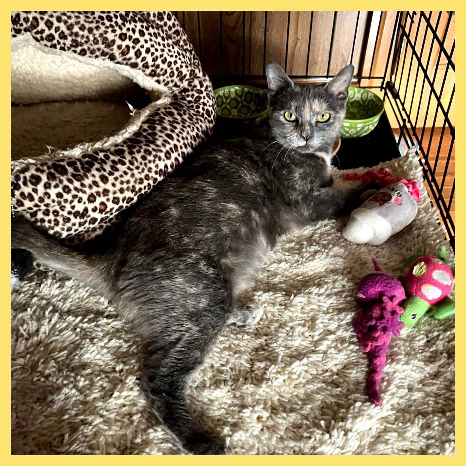 GWENDOLYN - Tortoiseshell available for adoption