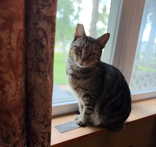 SLIM - Tabby / Domestic Short Hair available for adoption