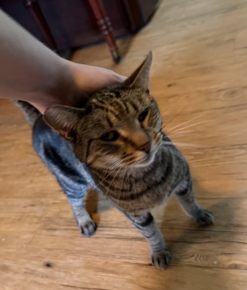 SLIM - Tabby / Domestic Short Hair available for adoption