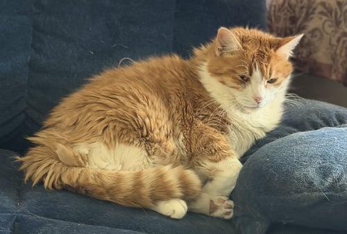 MORRIS - Maine Coon / Tabby available for adoption