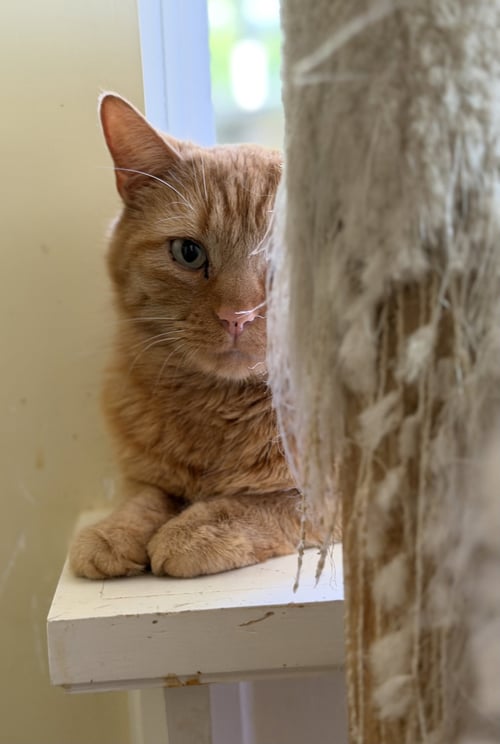 ROMAN - Domestic Short Hair / Tabby available for adoption