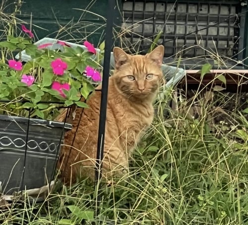 ROMAN - Domestic Short Hair / Tabby available for adoption