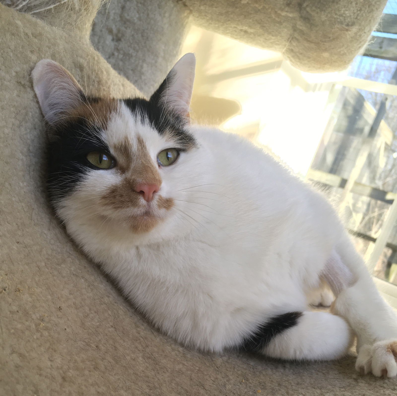 CALLIE SASSAFRAS (SASSY) - Calico / Domestic Short Hair available for adoption