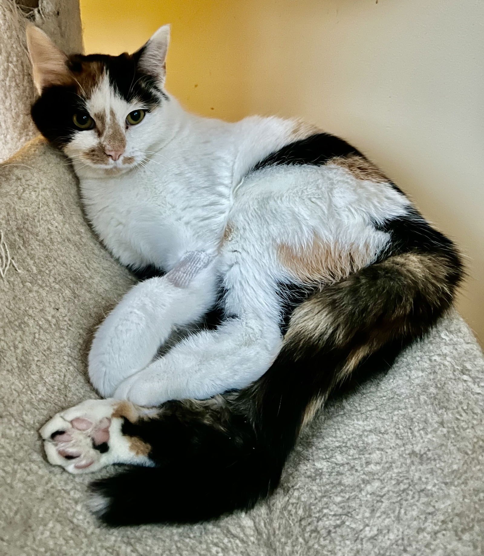 Callie Sassafras (Sassy) - Photo 3