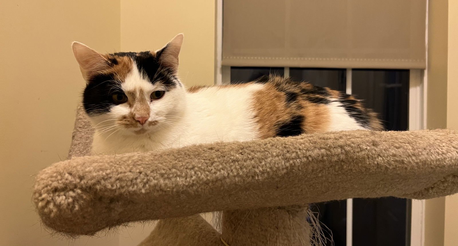 Callie Sassafras (Sassy) - Photo 4