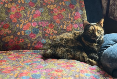 ALLIE - Tortoiseshell available for adoption