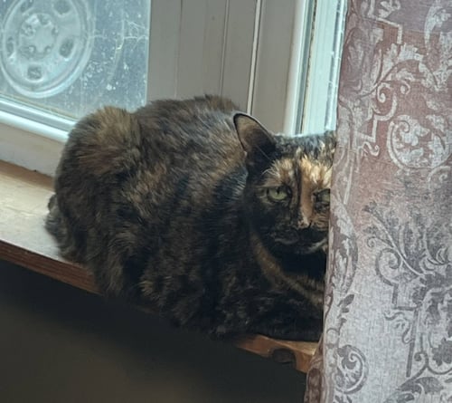 ALLIE - Tortoiseshell available for adoption