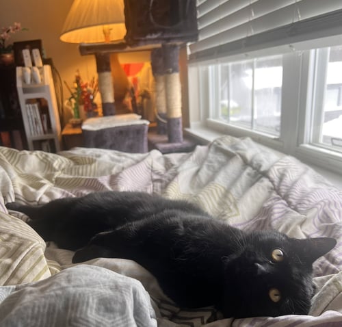 JUNIPER - Domestic Short Hair available for adoption