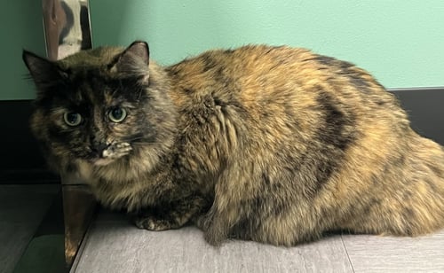 DAISY - Tortoiseshell / Domestic Long Hair available for adoption