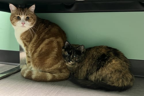 DAISY - Tortoiseshell / Domestic Long Hair available for adoption
