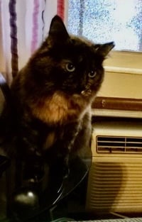 Daisy - Photo 5