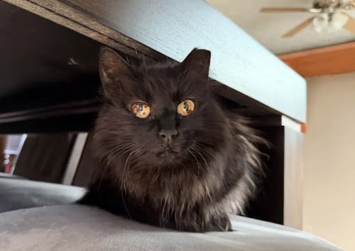 GIZZY - Domestic Long Hair available for adoption