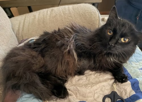 GIZZY - Domestic Long Hair available for adoption
