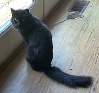 Gizzy - Photo 3