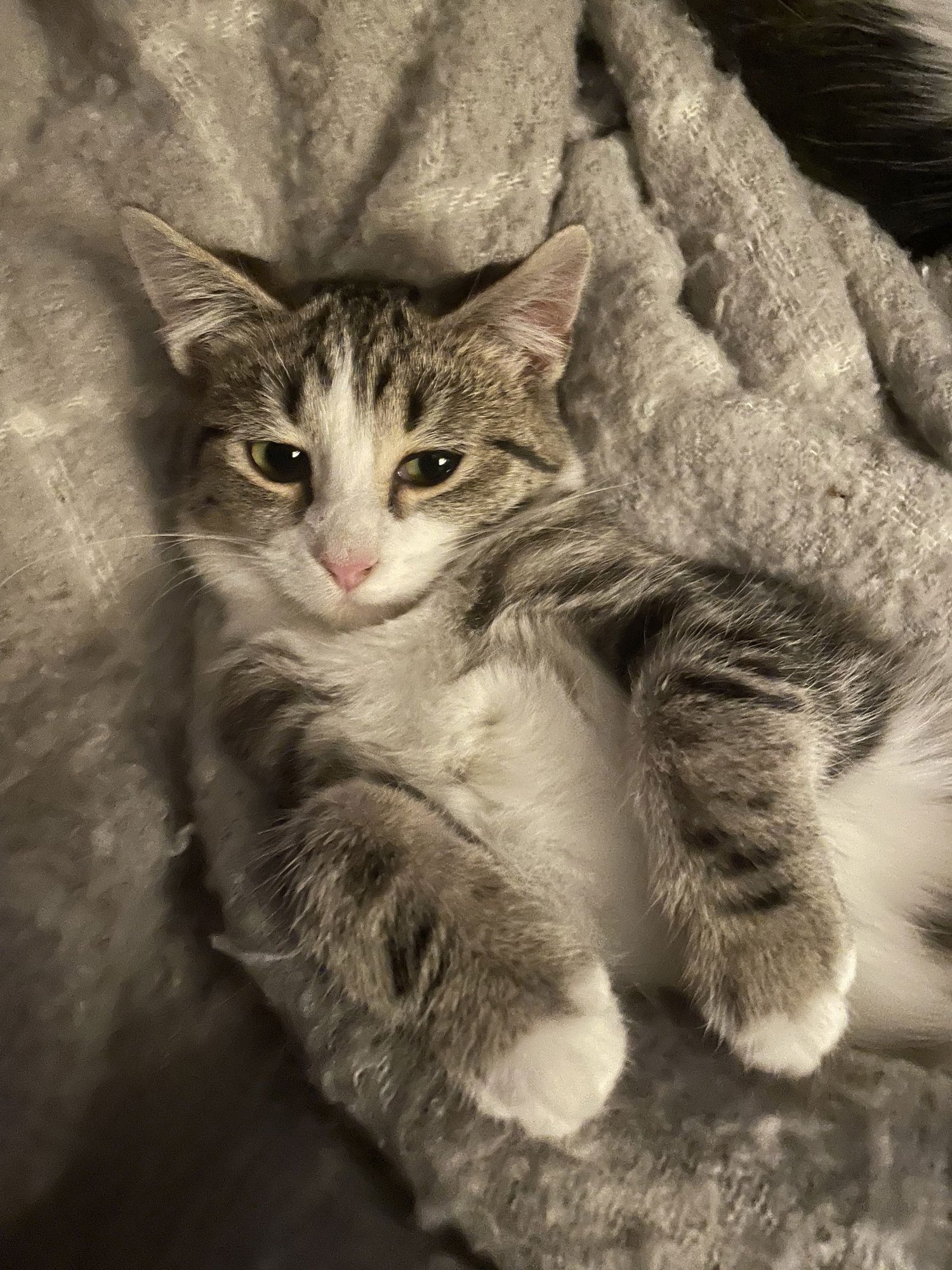 SHELLY - Tabby / Domestic Short Hair available for adoption