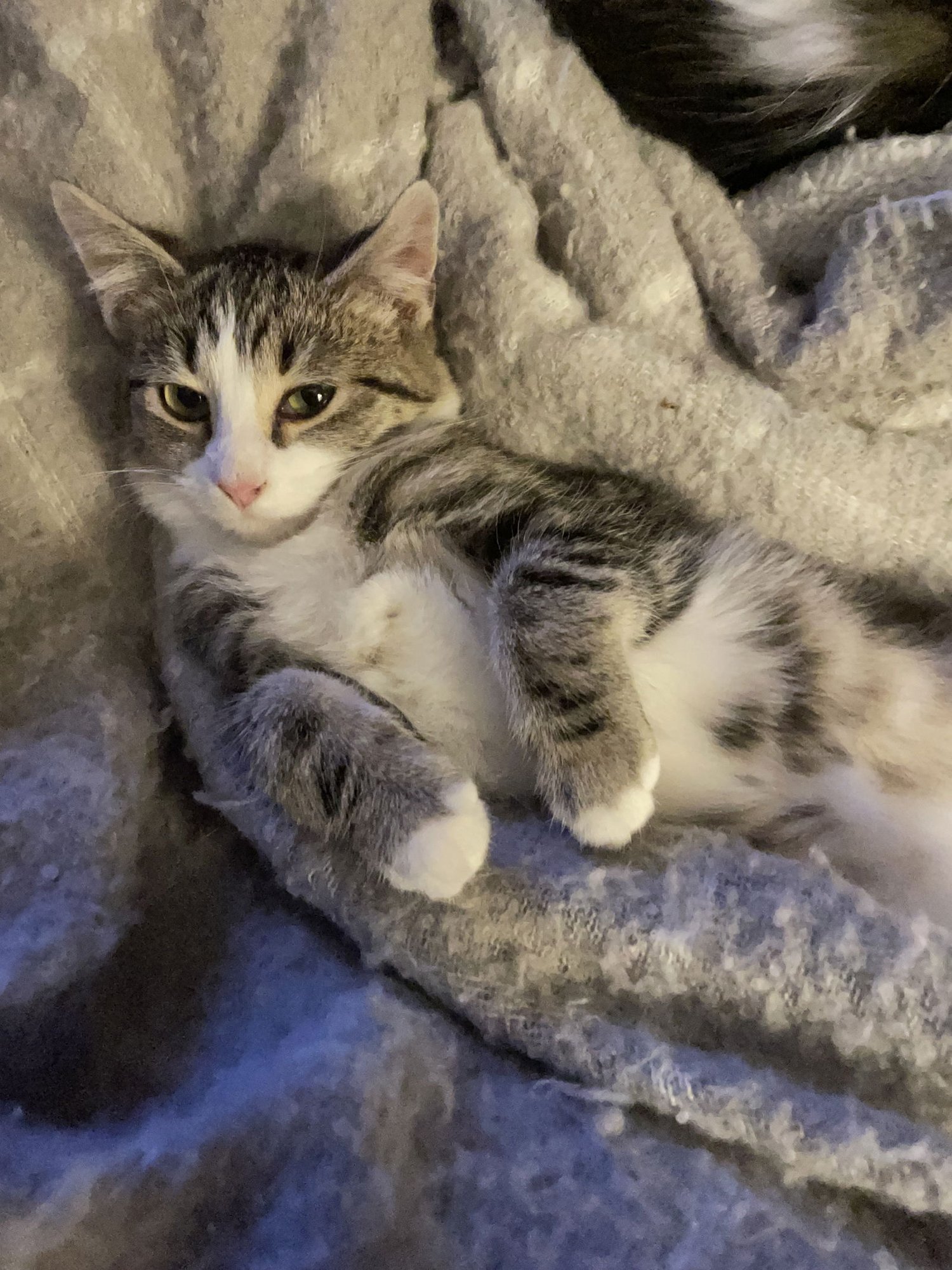 SHELLY - Tabby / Domestic Short Hair available for adoption