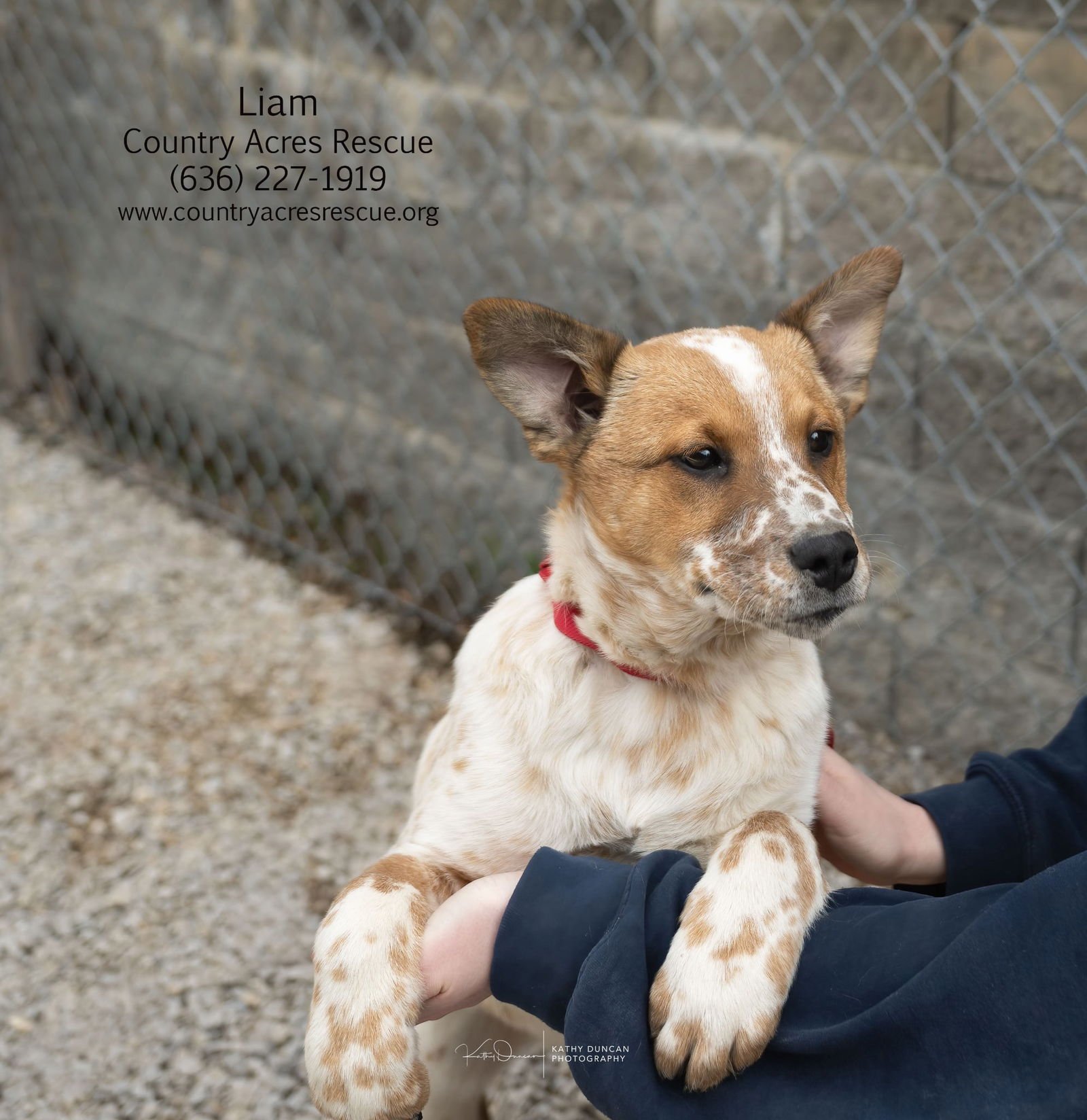 LIAM - Cattle Dog available for adoption