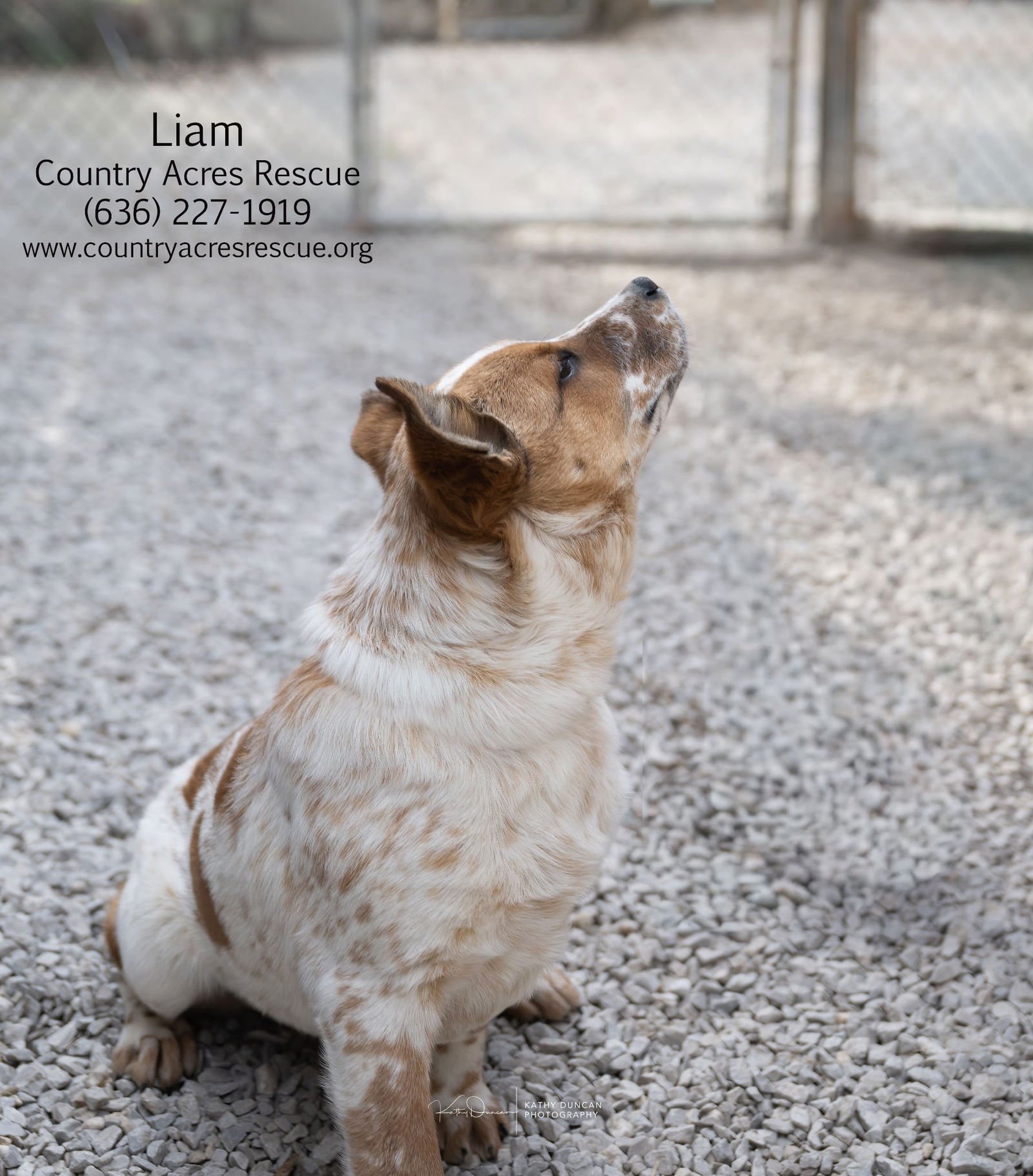 LIAM - Cattle Dog available for adoption