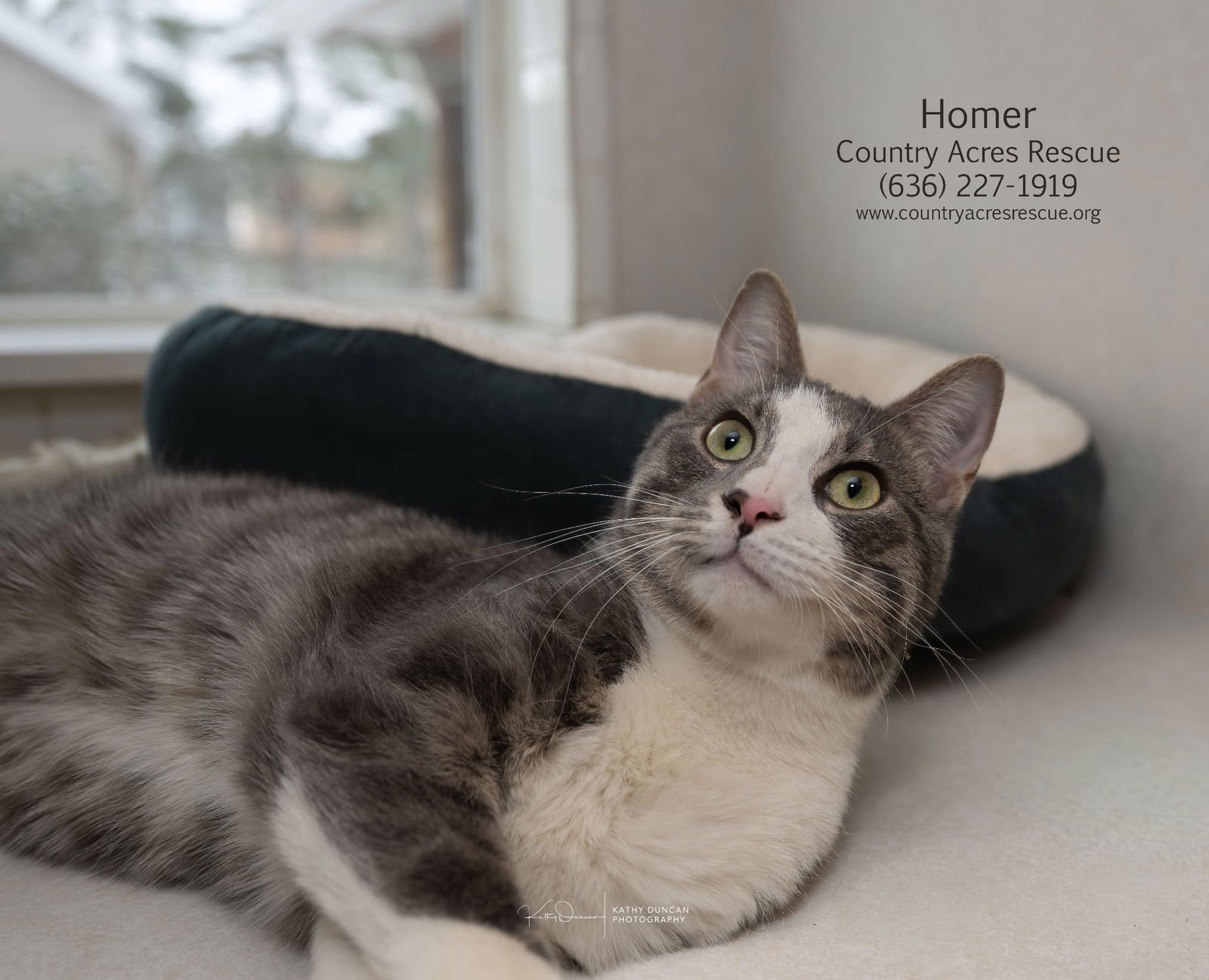 HOMER - Domestic Short Hair available for adoption