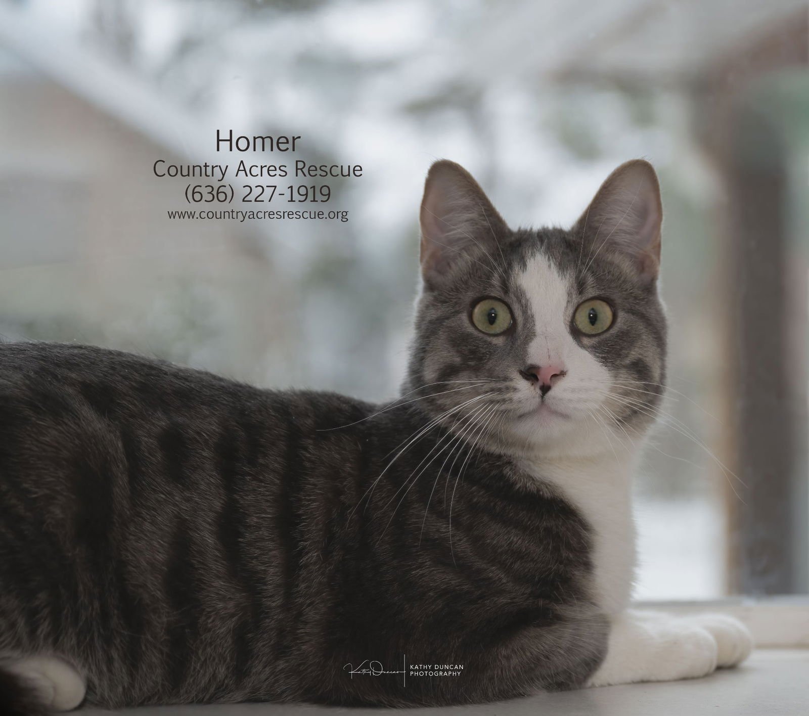 HOMER - Domestic Short Hair available for adoption