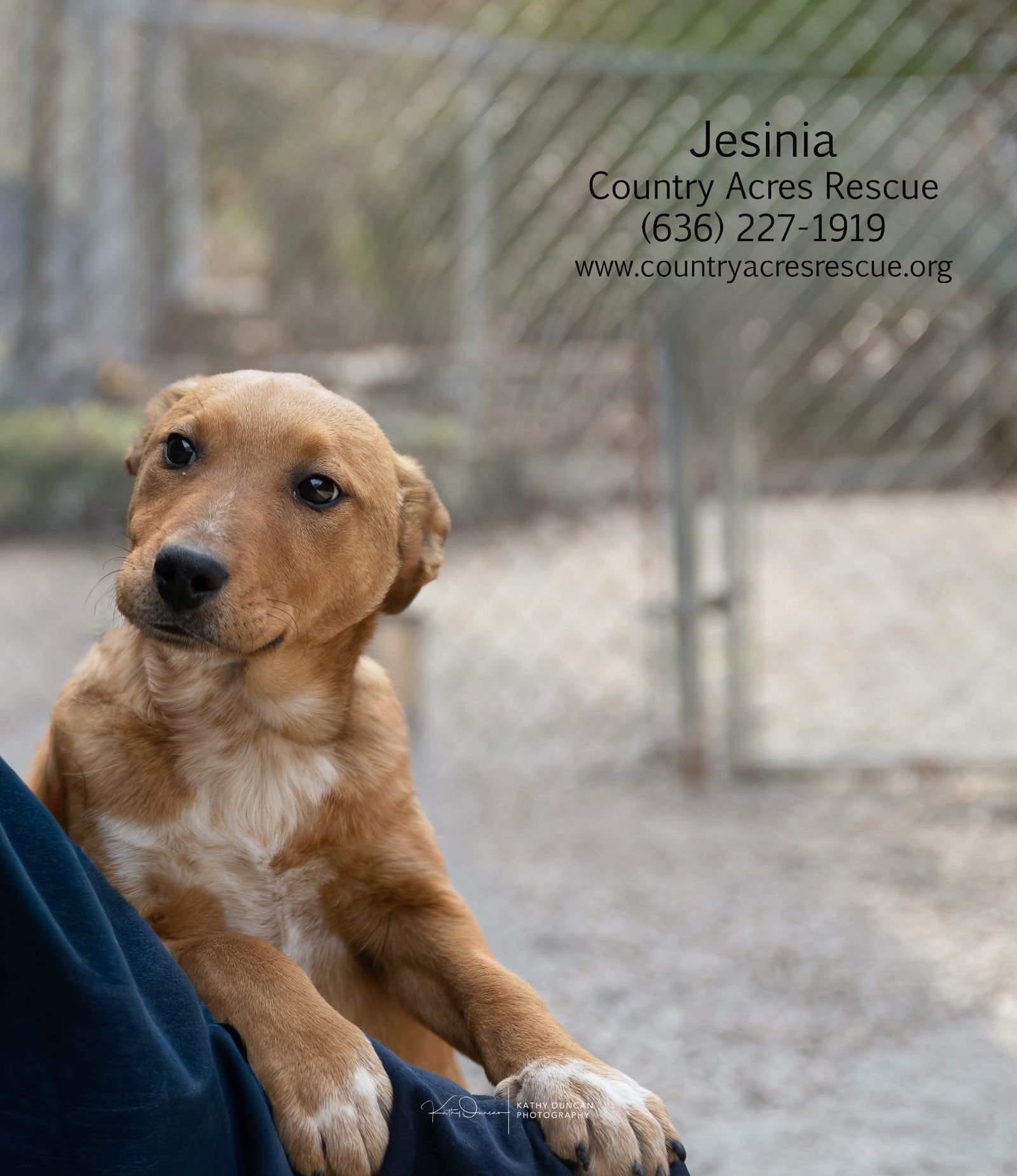 JESINIA - Cattle Dog available for adoption