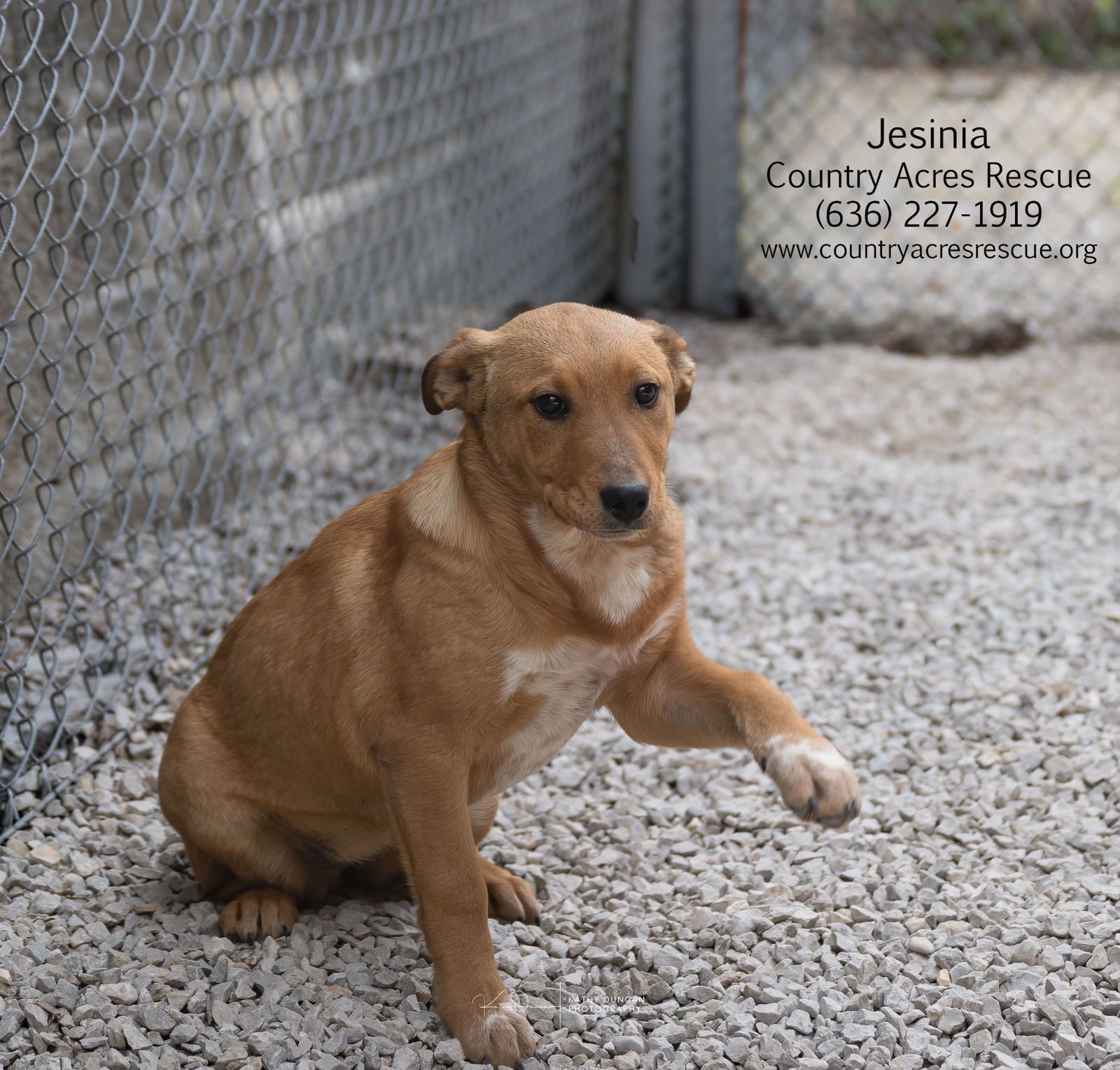 JESINIA - Cattle Dog available for adoption