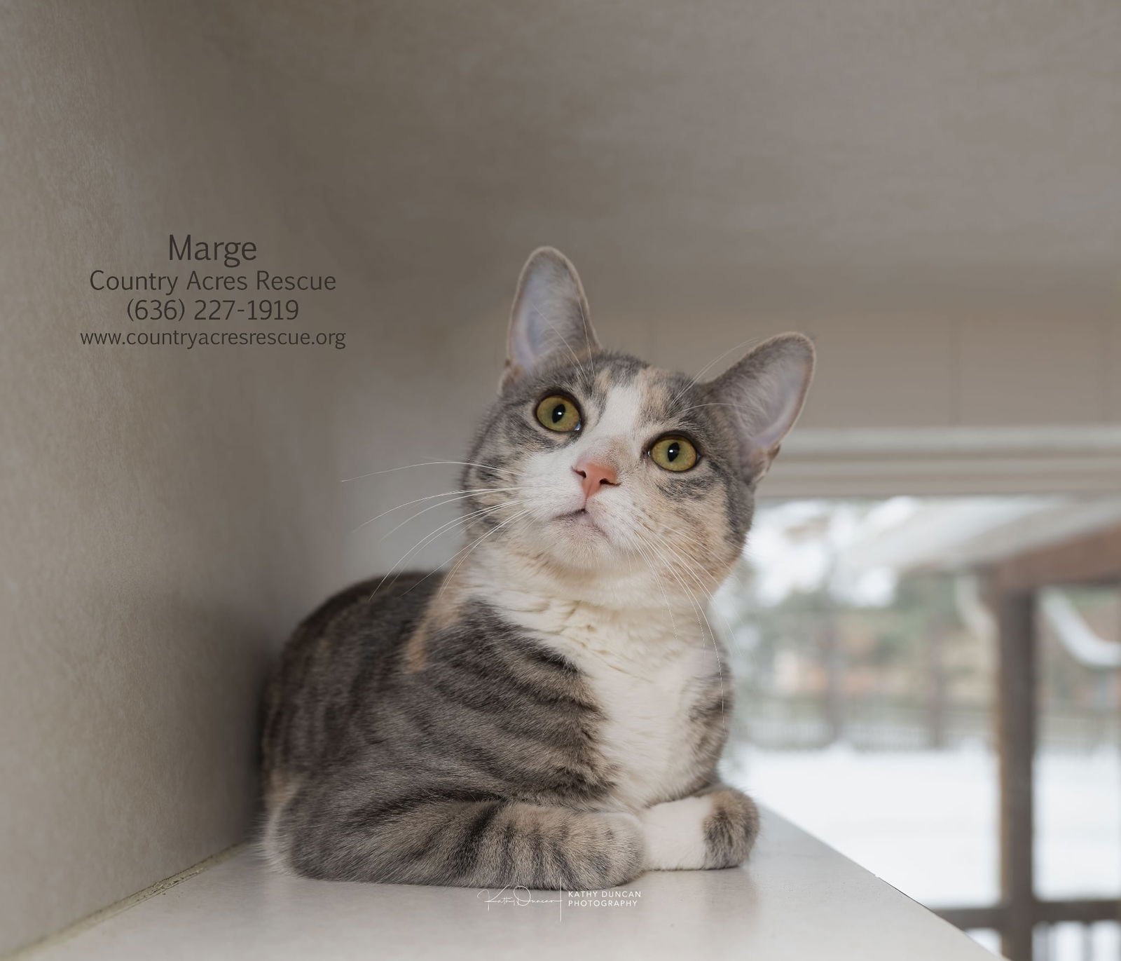 MARGE - Domestic Short Hair available for adoption