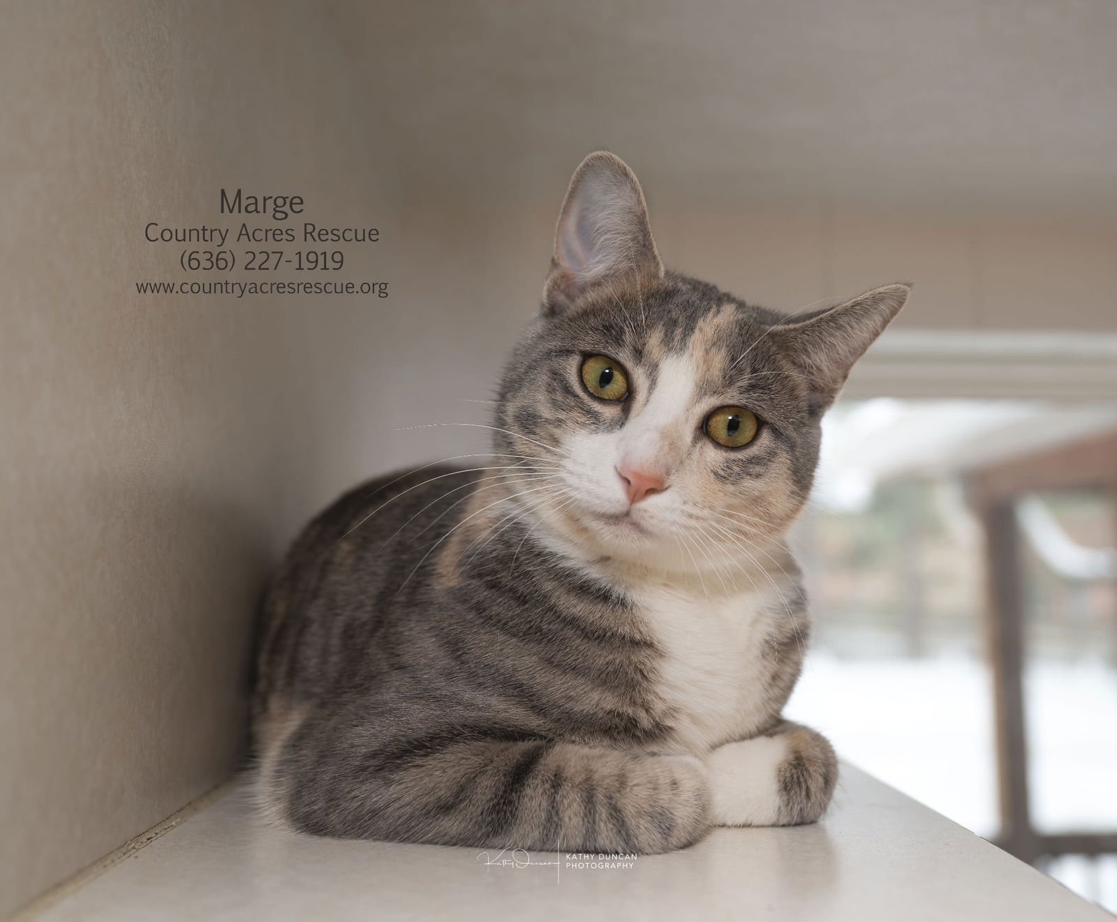 MARGE - Domestic Short Hair available for adoption