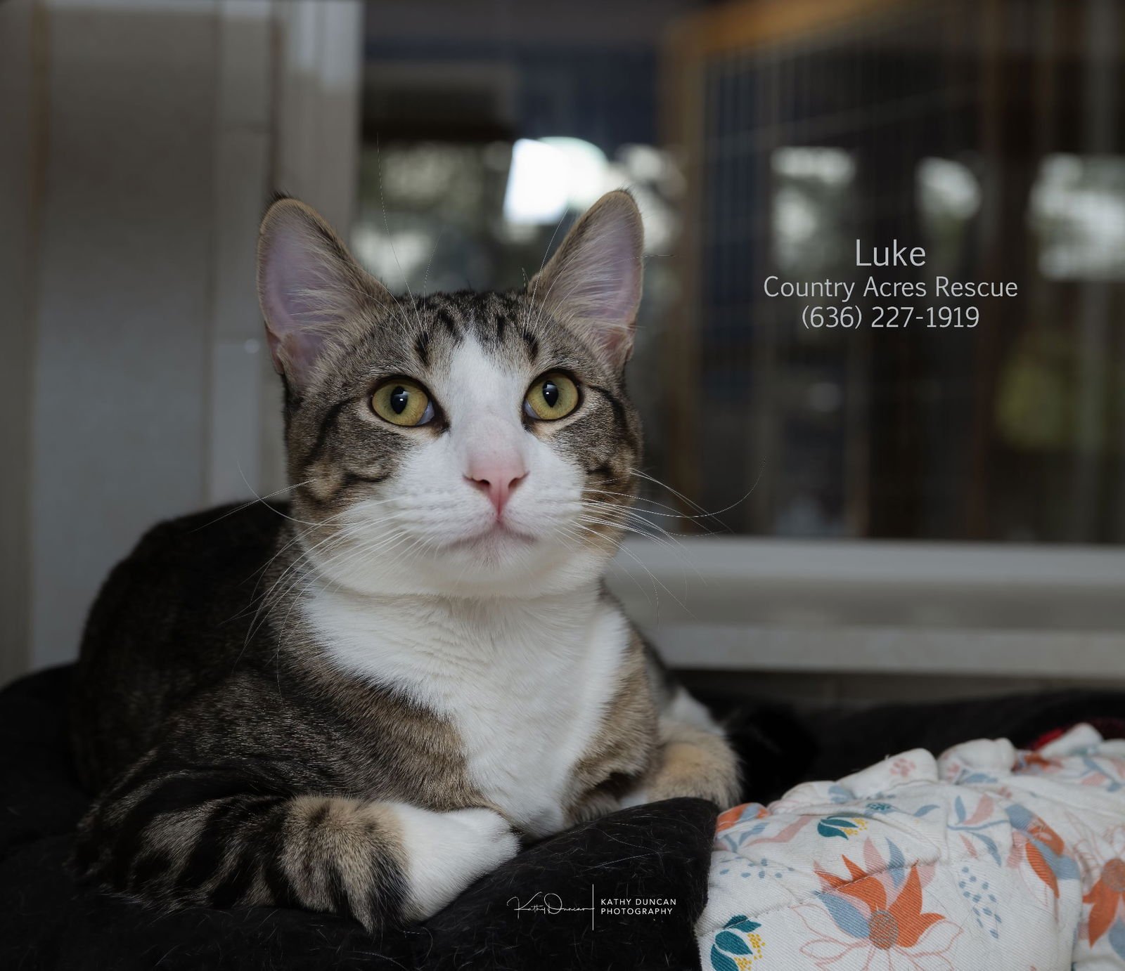 LUKE - Domestic Short Hair available for adoption