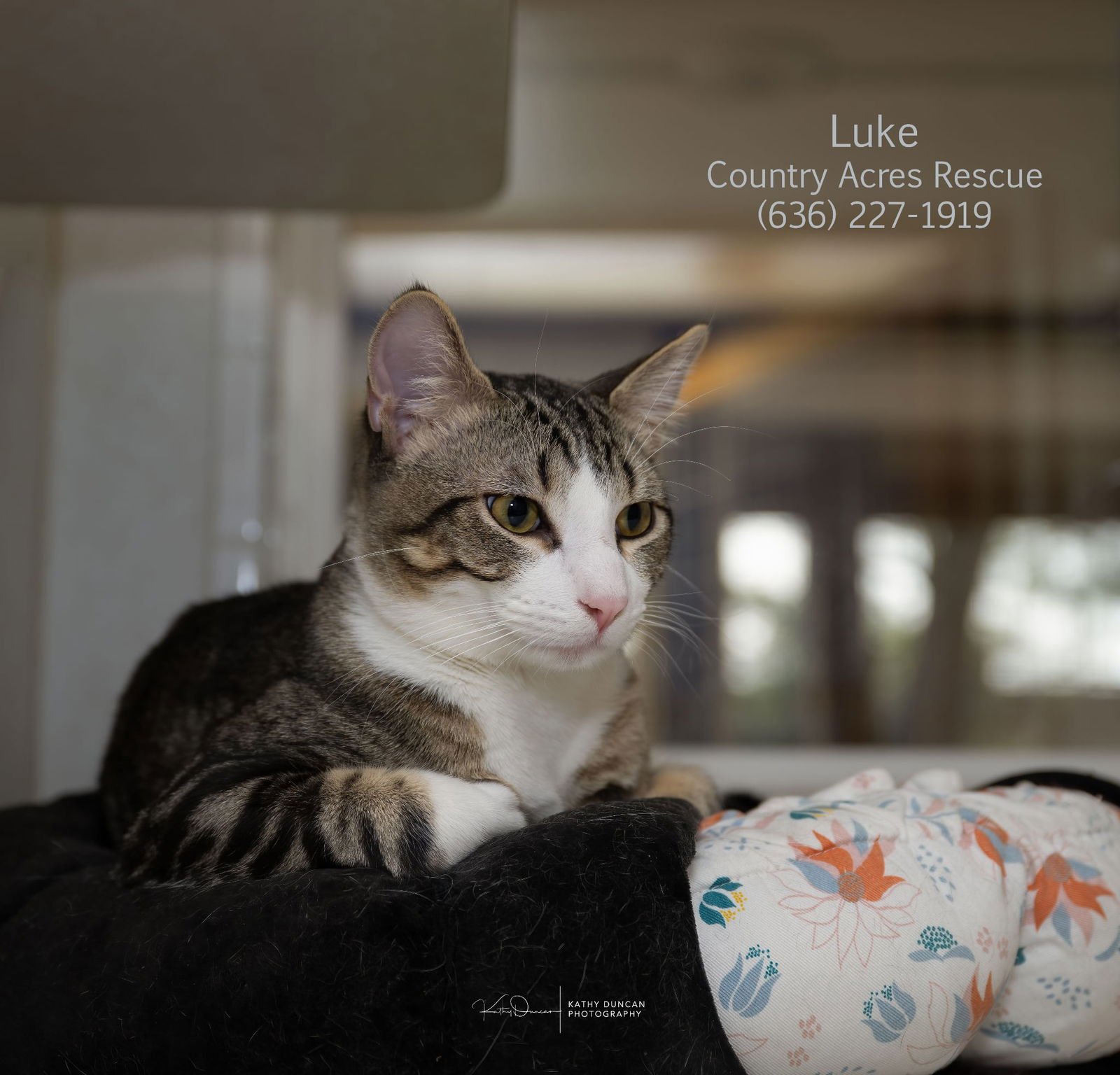 LUKE - Domestic Short Hair available for adoption