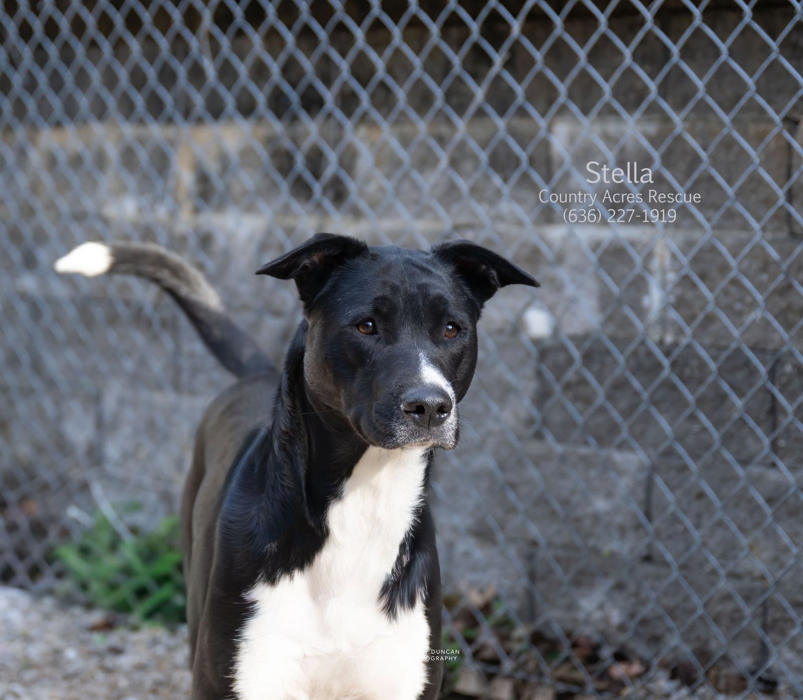 STELLA - Retriever available for adoption