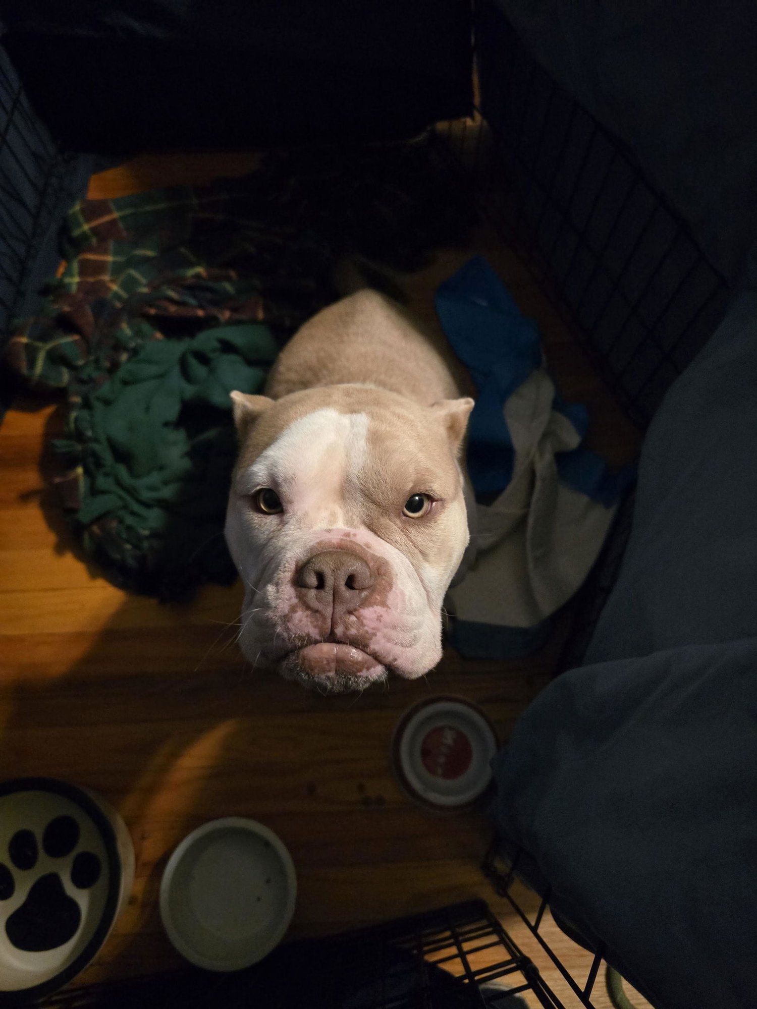 MORGANA - Bulldog available for adoption