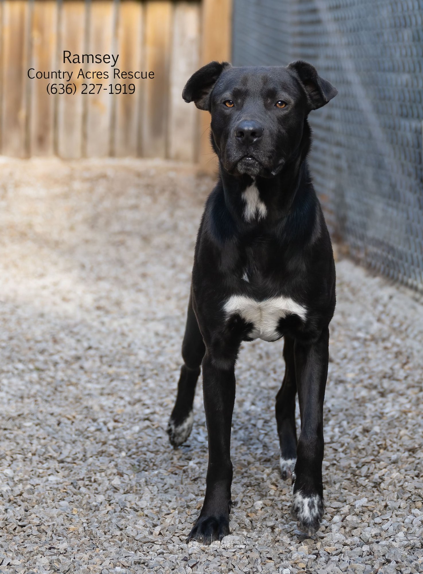 RAMSEY - Retriever available for adoption