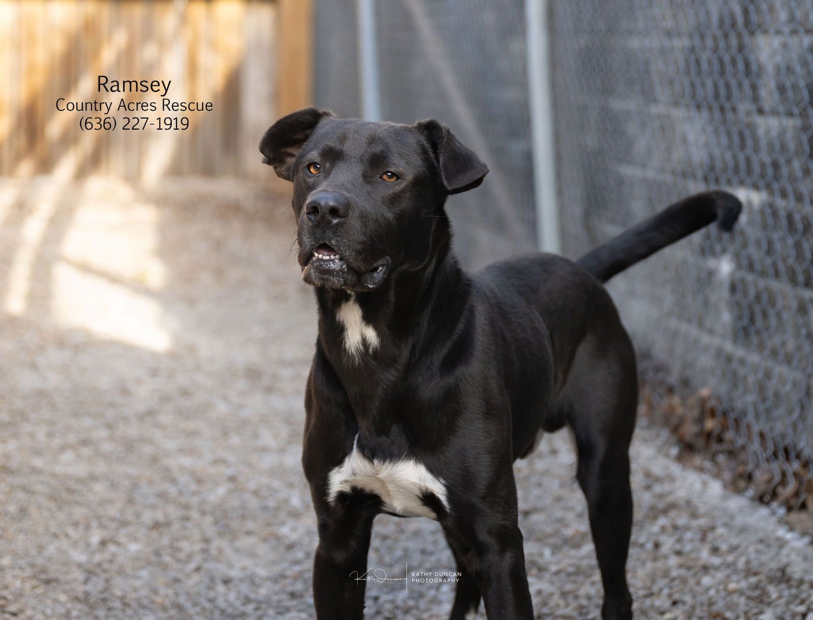 RAMSEY - Retriever available for adoption