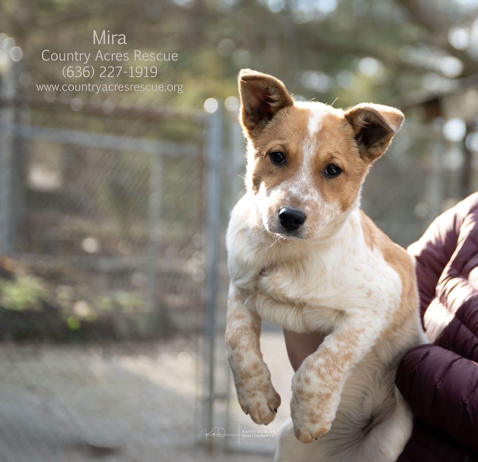 MIRA - Cattle Dog available for adoption