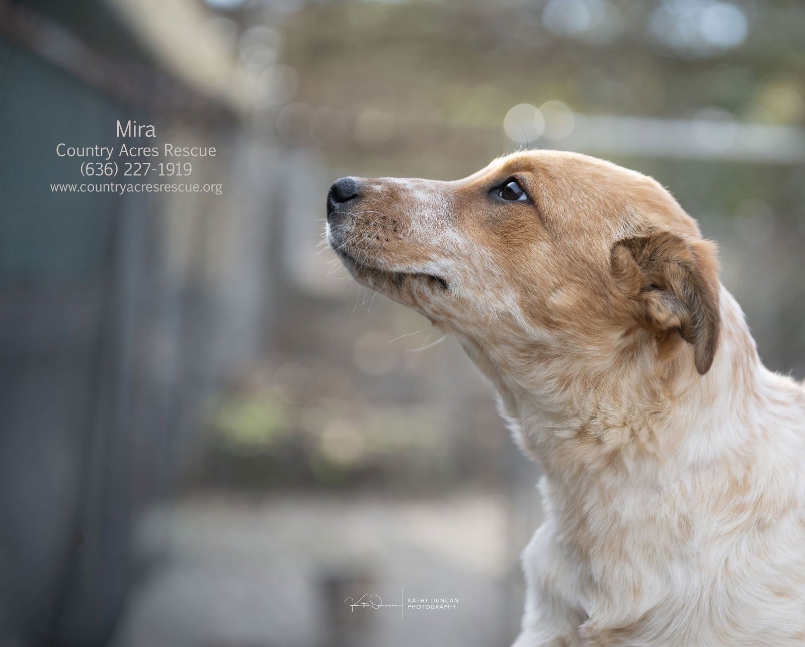 MIRA - Cattle Dog available for adoption